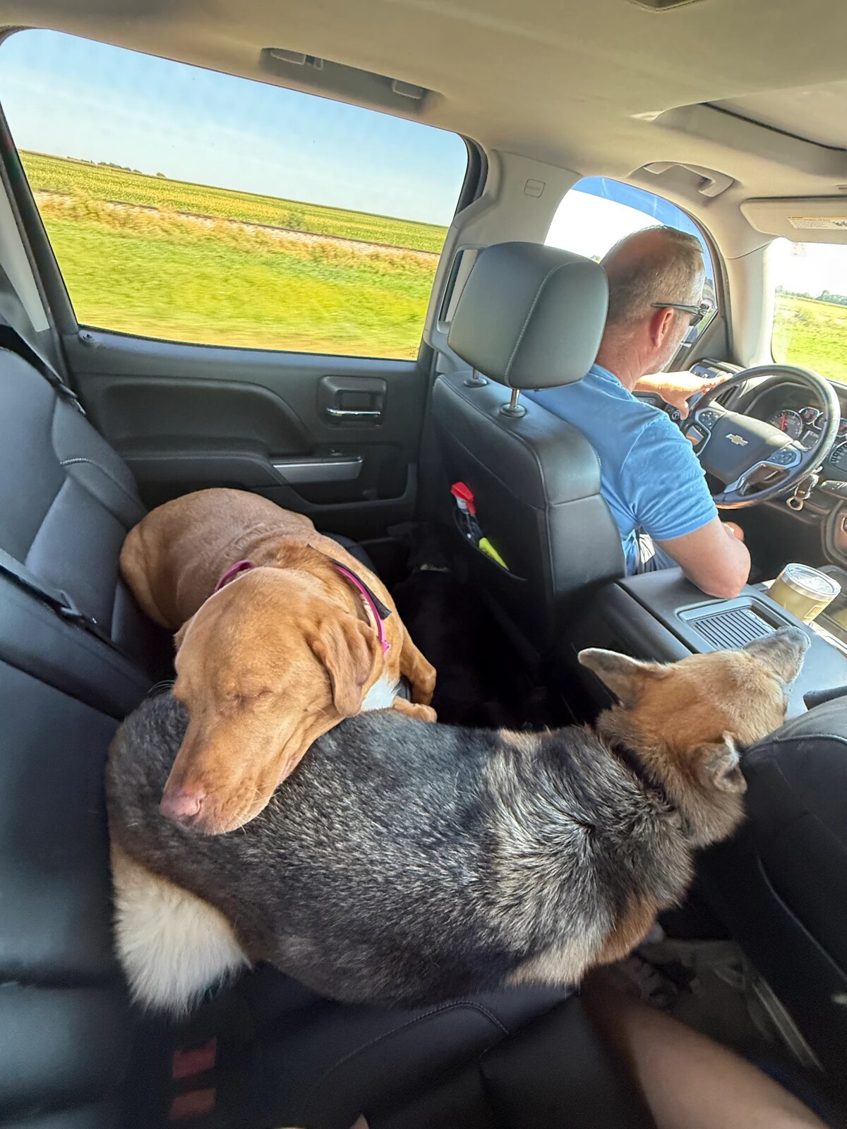 Two dogs riding along on the way to camp